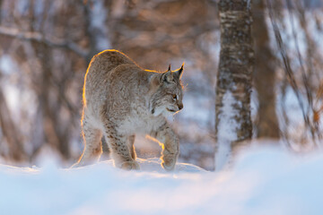 Lynx in a snowy forest landscape