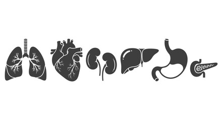 Detailed black and white anatomical illustration of internal organs for medical education or healthcare promotion campaigns that need a clear visual representation
