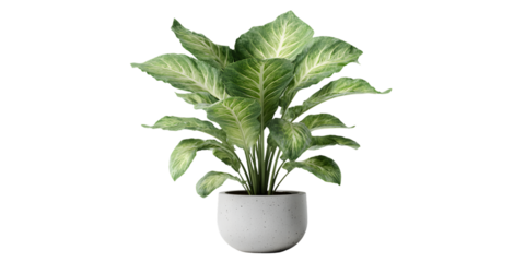 Dieffenbachia plant in textured grey pot, lush green variegated leaves, elegant. isolated on white background