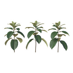 Three tropical trees in foliage for outdoor garden landscaping and home greenery decoration small potted plant against transparent background