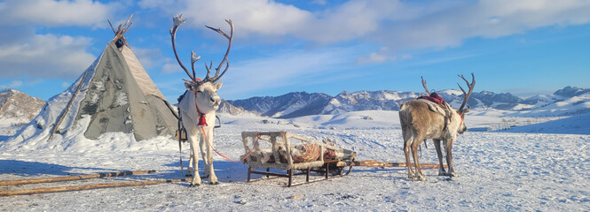 Rudolph the reindeer filmed in Mongolia. © jinwon