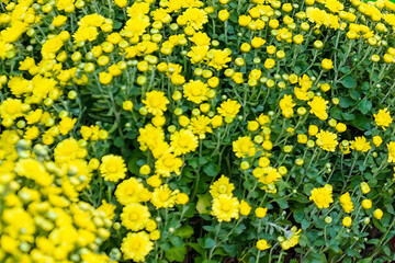 Fototapeta premium Vibrant Close-up Texture of Abundant Yellow Chrysanthemum Flowers and Green Foliage