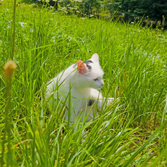 Wei&szlig;e Hauskatze in einer Nahaufnahme