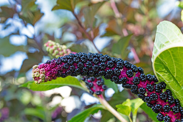 Fr&uuml;chte der Kermesbeere, Phytolacca, in einer Nahaufnahme