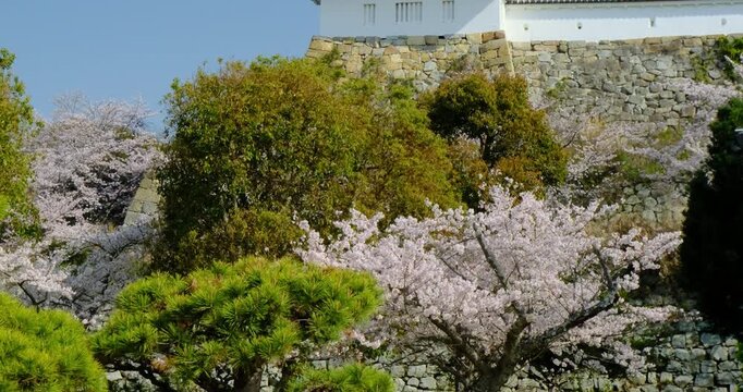 桜咲く明石城の坤櫓　兵庫県　ティルト映像
