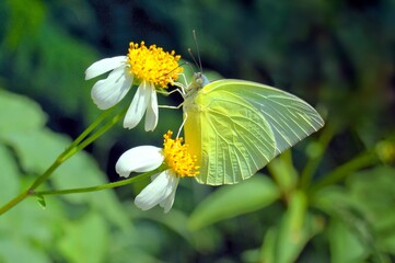 butterfly on flower