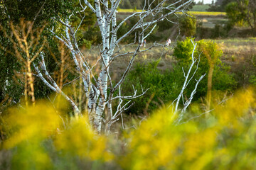 Nature landscape view of white birch tree trunk with dry branches