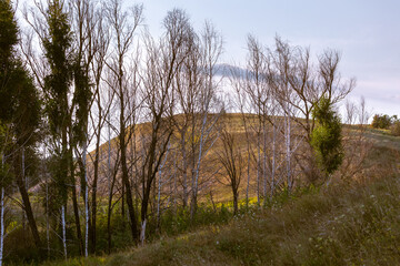 Scenic nature view of birch trees grove on the grassy hill slope