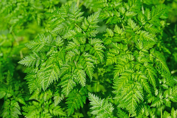 Bl&auml;tter,Kraut der wilden M&ouml;hre,Daucus carota