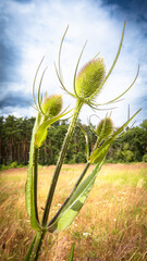 Okolice Kołobrzegu © lech