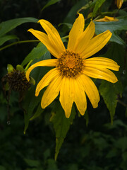 A stunning view of a vibrant yellow Sun flower with a prominent central disc, against a dark, lush green background.