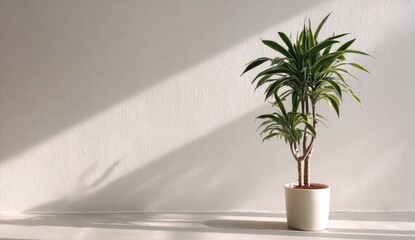 Potted houseplant against textured wall with diagonal sunlight shadows.