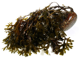 Food and Health - Fresh Seaweed on white Background