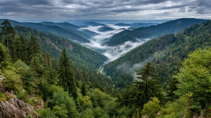 Fototapeta premium Black Forest Hills Landscape With Fog Rolling in Between Dense Evergreen Trees in a Scenic Valley View During Daylight Hours