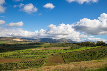 Fototapeta premium landscape featuring neatly arranged fields and rows of olive trees stretching across rolling hills