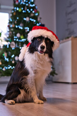 Obraz premium orträt eines niedlichen Border Collies mit einer roten Weihnachtsmütze, der vor einem geschmückten und beleuchteten Weihnachtsbaum sitzt. Der Hund blickt mit einem süßen Ausdruck direkt in die Kamera 