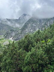 Fog drifting over steep rocky mountains above dense pine vegetation. Foggy rocky mountains above sense pine vegetation. Morskie Oko, Poland. 
