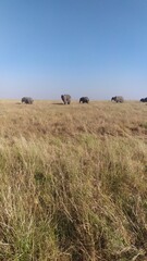 Obraz premium nature