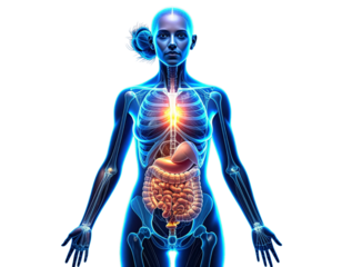  Body Anatomy Scan with Multiple Organs Highlighted