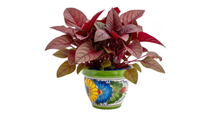 Vibrant red leafed houseplant in a decorative painted ceramic pot isolated on transparent background