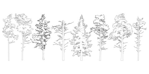 Obraz premium Coniferous evergreen trees with branches knots sticks, contours. Vector illustration