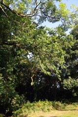 Jardín verde en Plogastel-Saint-Germain, Bretaña, Francia
