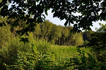Árboles en el bosque de Plogastel-Saint-Germain, Bretaña, Francia
