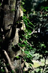 Hiedra y árboles en el bosque de Plogastel-Saint-Germain, Bretaña, Francia
