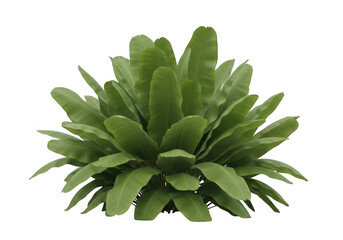 Fototapeta premium A lush green succulent plant with thick fleshy leaves isolated on transparent background
