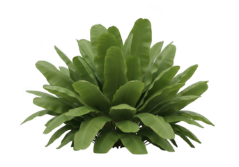 A lush green succulent plant with thick fleshy leaves isolated on transparent background