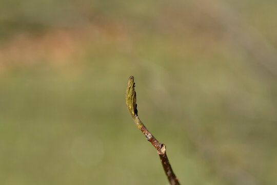 Persian ironwood branch with new leaves - Latin name - Parrotia persica