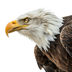 Obraz premium bald eagle ,isolated on transparent png