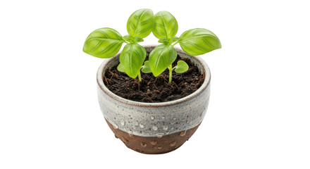 Naklejka premium Fresh green basil plant growing in a textured ceramic pot isolated on transparent background