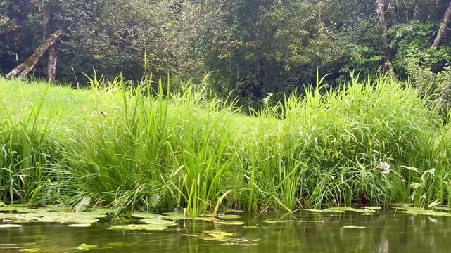 Large riverside stones and dense green vegetation with a bare tree branch holding two fabric items above the waterline, filmed while gliding by the left bank of the Irbe River in Latvia