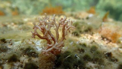 Red algae Amphiroa rigida undersea, Ligurian Sea, Italy, Imperia