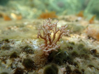 Red algae Amphiroa rigida undersea, Ligurian Sea, Italy, Imperia
