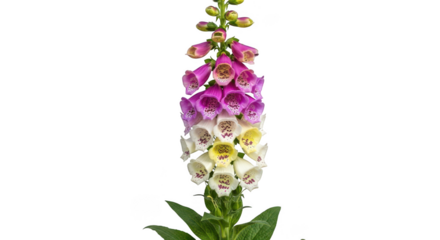 Tall foxglove flower with pink purple and white blooms isolated on transparent background