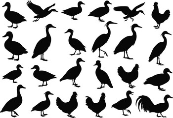 Obraz premium Collection of diverse bird silhouettes including ducks geese cranes and chickens in various poses and actions