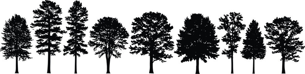 Obraz premium Collection of diverse deciduous and coniferous trees silhouetted against a white background in a horizontal line composition