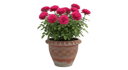 Beautifully blooming pink roses in an ornate terracotta pot isolated on transparent background