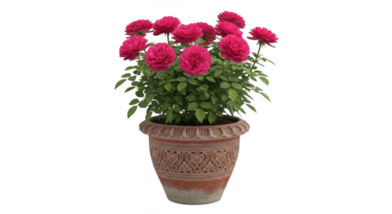 Beautifully blooming pink roses in an ornate terracotta pot isolated on transparent background