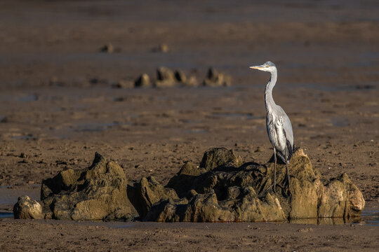A Grey Heron surveys the scenery from some rocks in a dried up lake bed in the Dordogne region of France