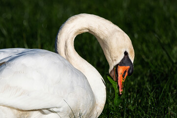 Close up of a Mute Swan feeding on grass and leaves in the Dordogne region of France
