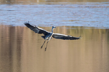 A Grey Heron in flight low over  a lake in the Dordogne region of France