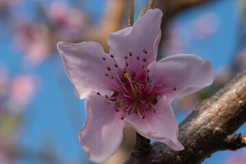 A close-up of a delicate pink flower in full bloom, revealing intricate details of its petals and stamen against a blurred backdrop