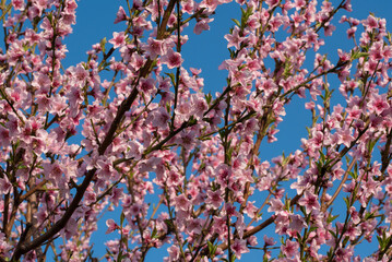 A vibrant display of blossoming peach tree branches, adorned with delicate pink flowers against a bright blue sky