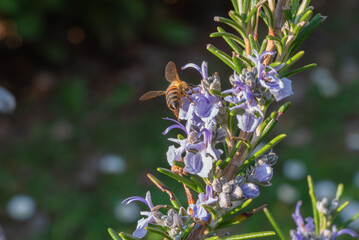 A bee delicately positioned on a sprig of rosemary, gathering nectar from the plant&rsquo;s small, purple blossoms