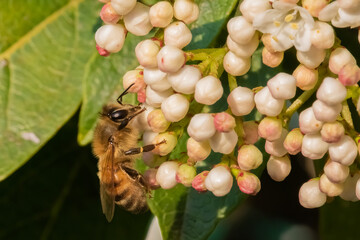 A honeybee delicately positioned amongst clusters of white and pink flower buds, highlighting its natural environment