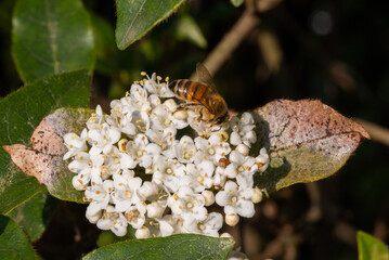 A honeybee delicately positioned amidst a cluster of small white flowers on a leafy branch, highlighting nature's quiet beauty