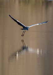 A Grey Heron reflected in the water as it flies low over  a lake in the Dordogne region of France